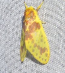Amaxia apyga