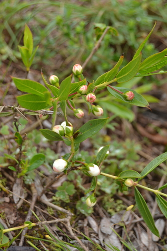 Psidium salutare