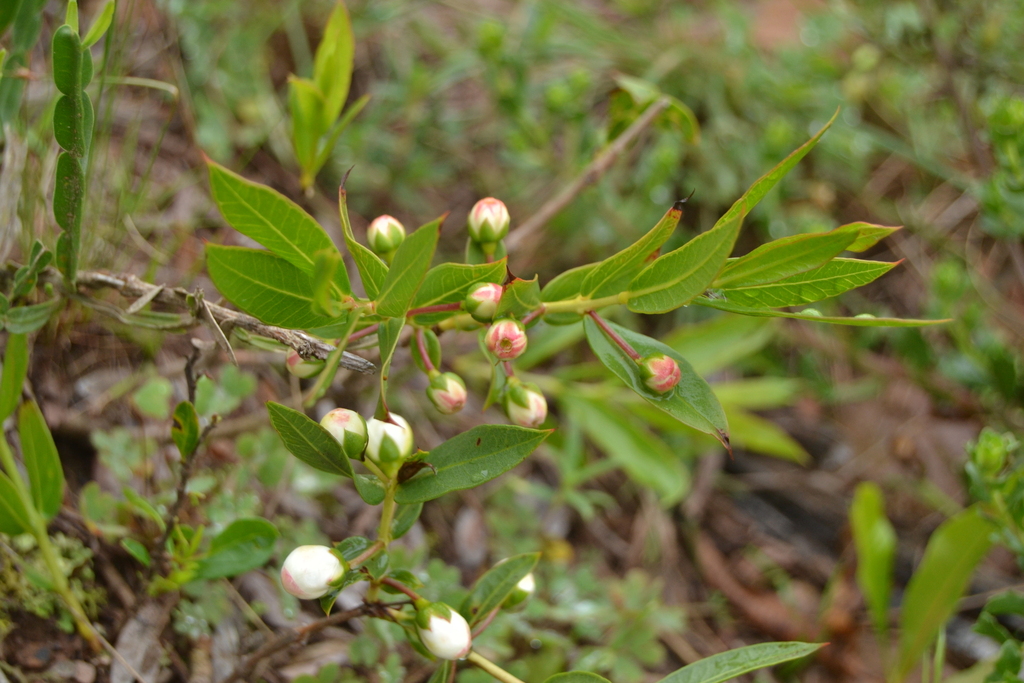 Psidium salutare; photograph (c) Seba Fernández, some rights reserved (CC BY)