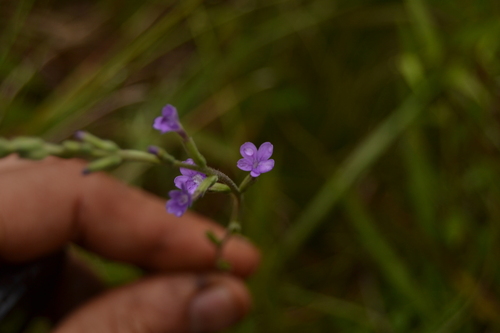 Elongated bluehearts (Buchnera longifolia)