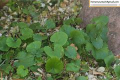 Orychophragmus violaceus