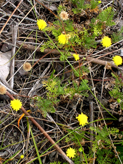 Cotula discolor