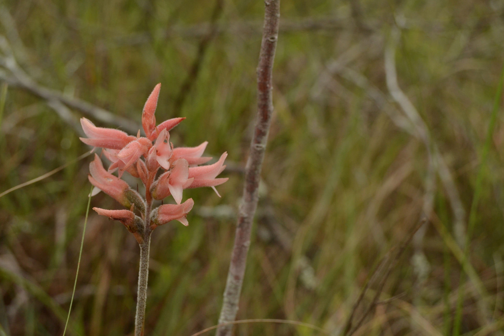 Sacoila Lanceolata (Sacoila lanceolata)