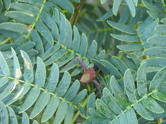 Athaumastus haematicus