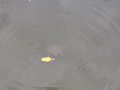 Phrynops geoffroanus