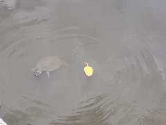 Phrynops geoffroanus