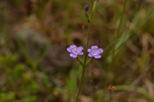 Elongated Bluehearts (Buchnera longifolia)