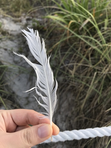 Plume de Mouette atricille