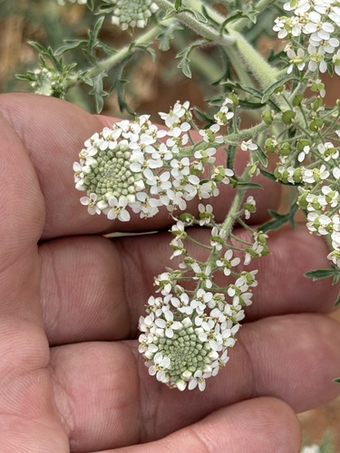 Thurber's pepperweed (Lepidium thurberi)
