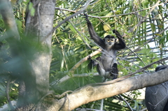 Black-Shanked Douc Langur photo 3