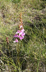 Disa procera