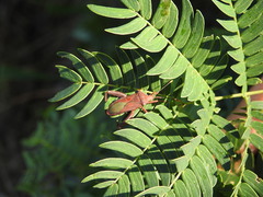 Athaumastus haematicus