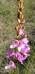 Disa procera