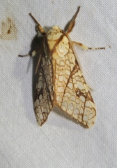 Lophocampa propinqua