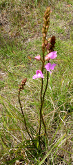 Disa procera