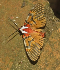 Anaxita decorata