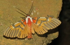 Anaxita decorata