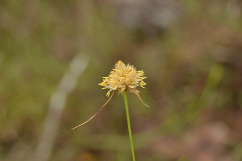 Rhynchospora setigera, 2021-11-05
