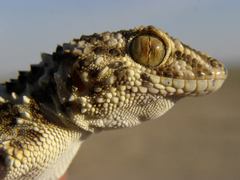 Tenuidactylus caspius