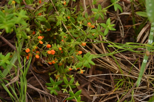 Orange-fruited bedstraw (Galium hypocarpium)