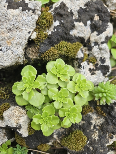 Phedimus stellatus, photograph 6