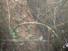 Troglodytes solstitialis