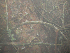 Troglodytes solstitialis