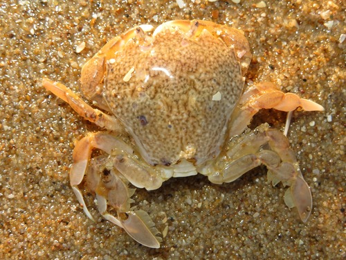 Pennant's Swimming Crab