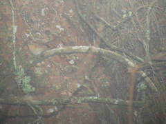 Troglodytes solstitialis