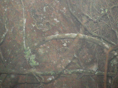 Troglodytes solstitialis