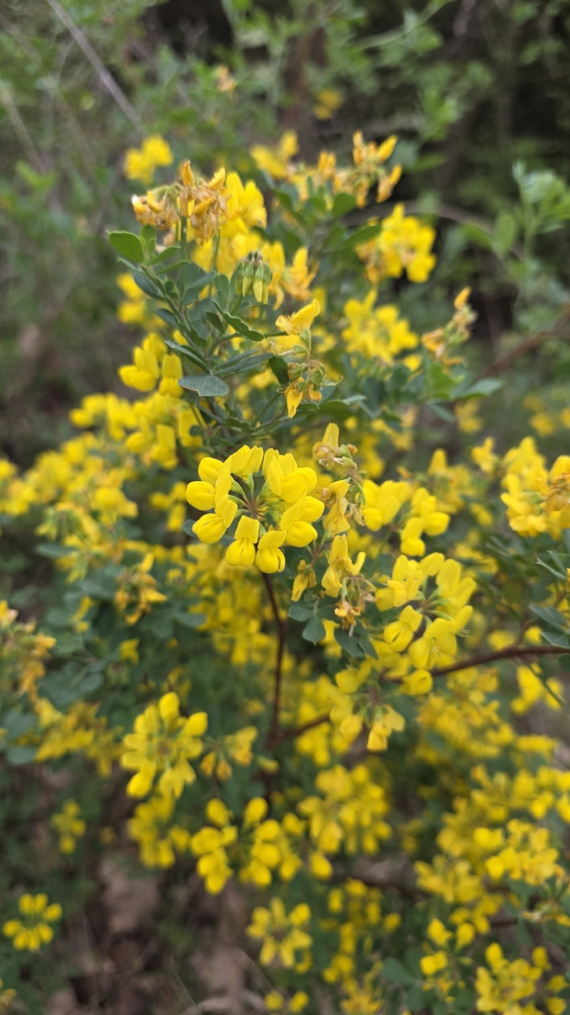 Shrubby Scorpion-Vetch (Coronilla valentina)