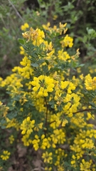 Shrubby Scorpion-vetch (Coronilla valentina)