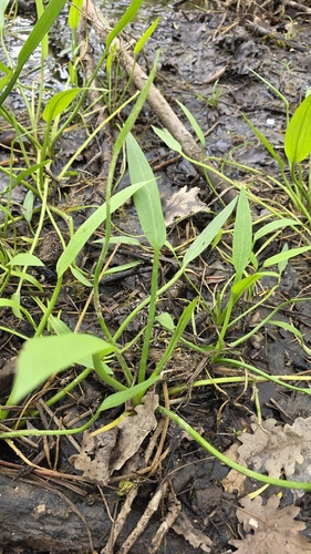 lance-leaved water-plantain (Alisma lanceolatum)