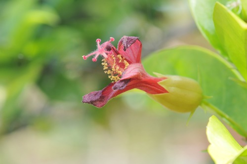 Hibiscus clayi
