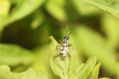 Phylloscyrtus amoenus