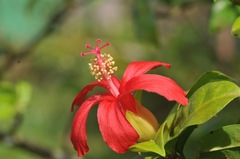 Hibiscus clayi