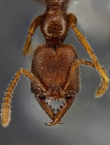 Stigmatomma photographed in Türkiye