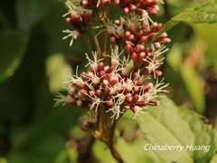 Eupatorium kiirunense