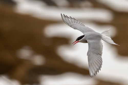iNaturalist image