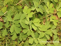 Peucedanum japonicum