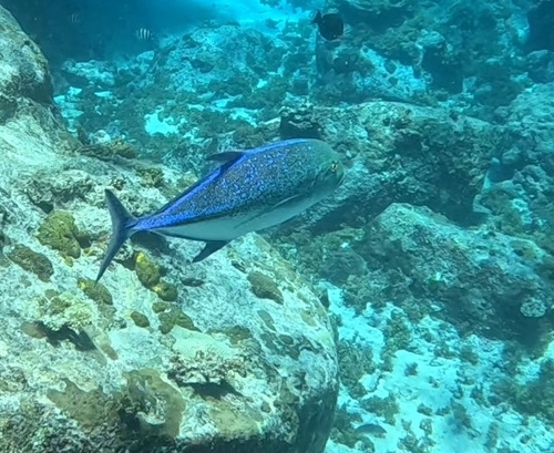 Caranx melampygus