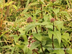 Eupatorium kiirunense