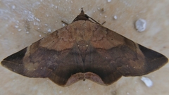 Psimada quadripennis