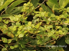 Eleutherococcus trifoliatus setosus