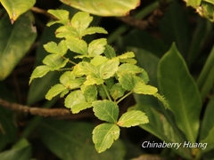 Eleutherococcus trifoliatus setosus