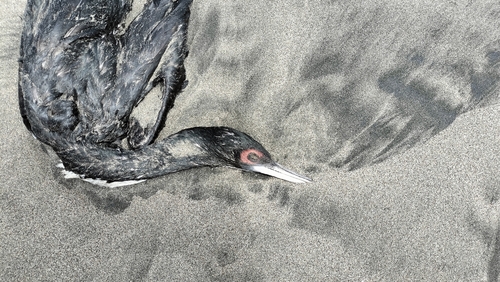 Guanay Cormorant (Leucocarbo bougainvilliorum), photo 4
