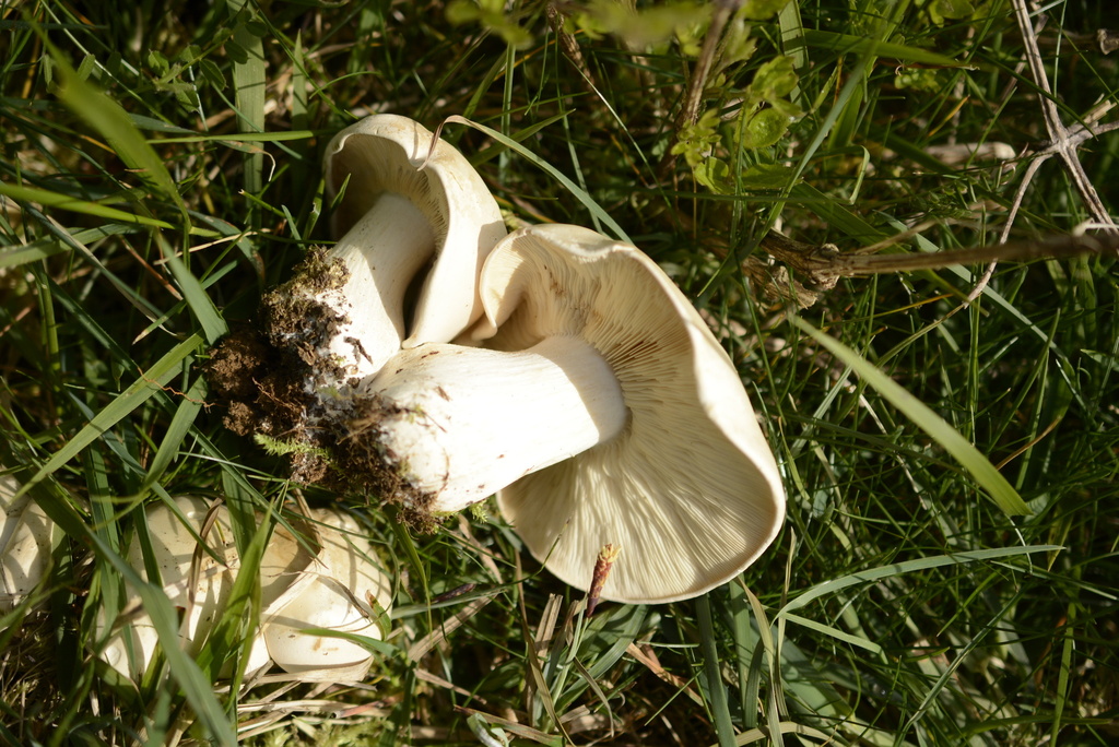 Calocybe gambosa · April 2026 · photo: © cryptomarasmius (iNaturalist, cc-by)