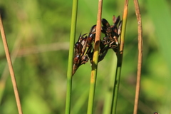 Juncus haenkei