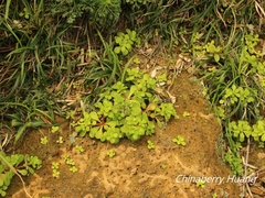 Sedum formosanum