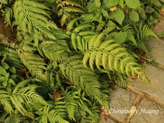 Woodwardia prolifera